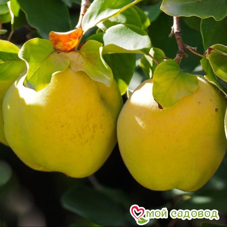 Айва Кодрянка