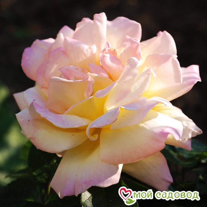 Роза Глория Дей