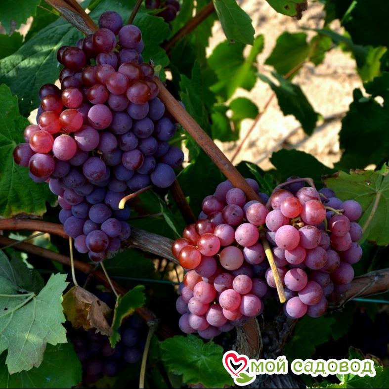 Виноград Олег (Диамант)