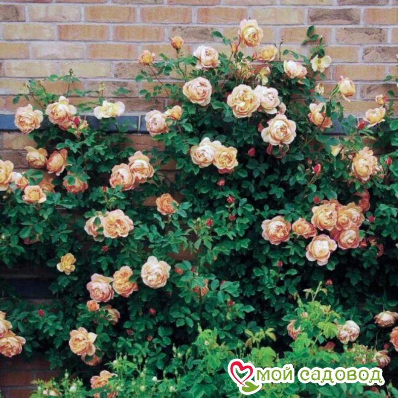 Роза Полька