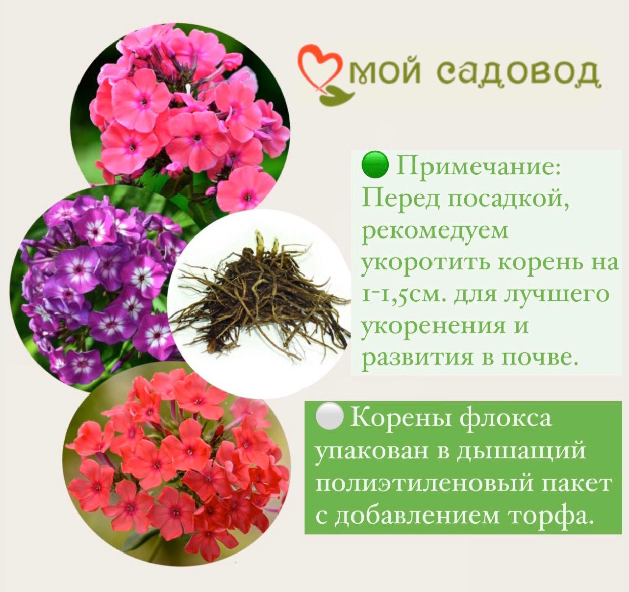 ФЛОКС МЕТЕЛЬЧАТЫЙ БЕЛОСНЕЖКА