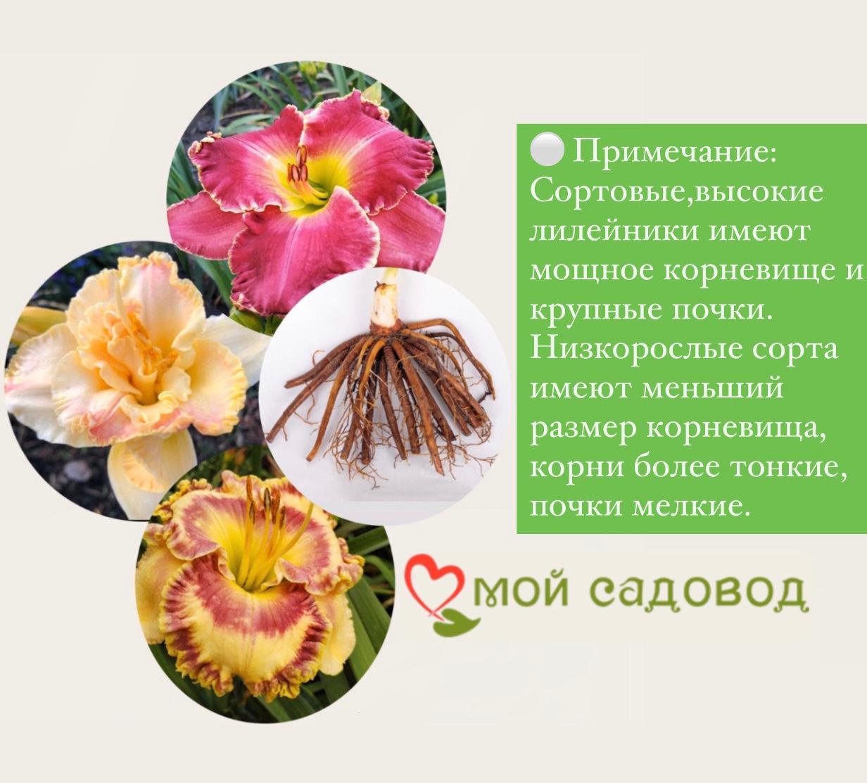 ЛИЛЕЙНИК ГИБРИДНЫЙ БЛЭК СТОКИНГС / BLACK STOCKINGS