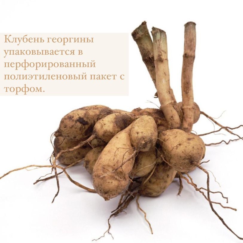 Георгина декоративная Фернклифф Дуо (FERNCLIFF DUO)