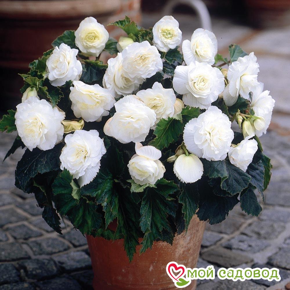 БЕГОНИЯ КОМПЛЕКТ