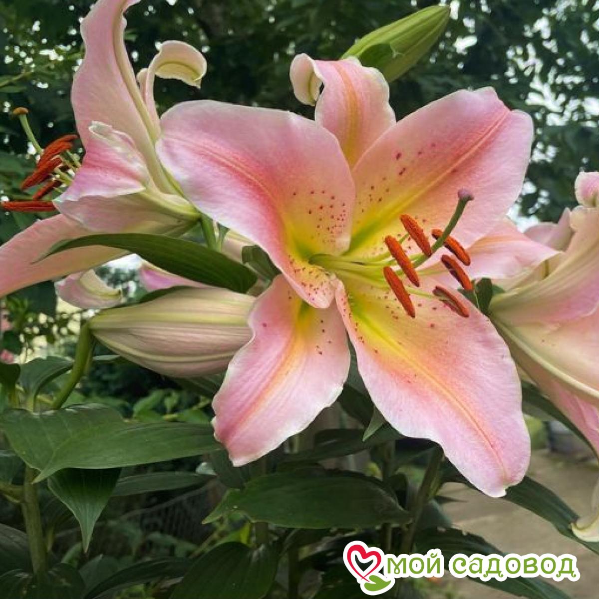 Лилия восточная Сэлмон Парти