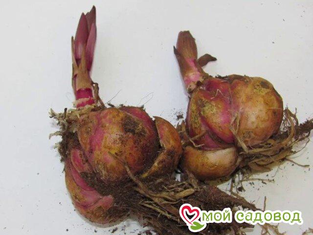 Лилия Амбер Мираж