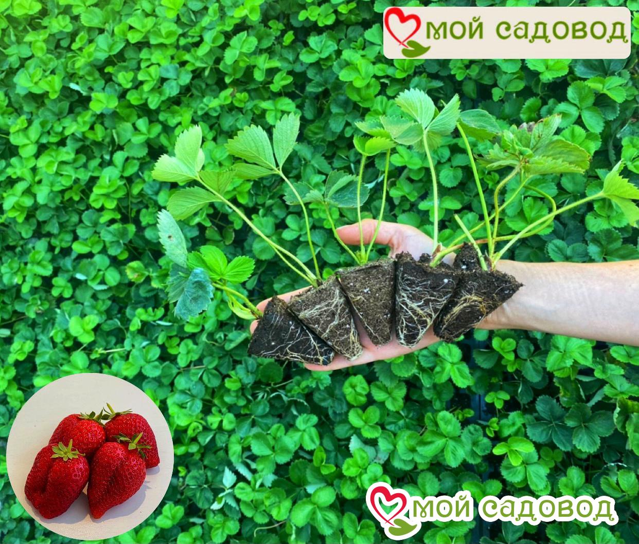 Клубника Зефир